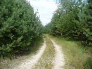 Кислі з panoramio.com