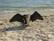 Більшовик з panoramio.com