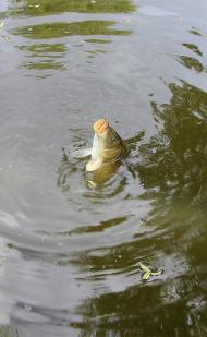 Рожівка з panoramio.com