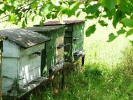 Липівка з panoramio.com