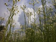 Юрівка з panoramio.com