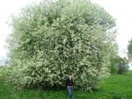 Андрієвичі - Останні фото