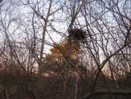 Миси - Останні фото