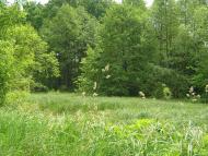 Шершні з panoramio.com