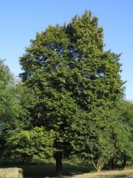 Гончарівка з panoramio.com