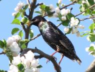 Березівка з panoramio.com