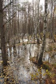 Короп'є з panoramio.com