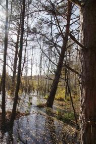 Короп'є - Останні фото