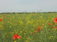 Товстеньке з panoramio.com