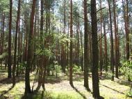 Затишшя з panoramio.com