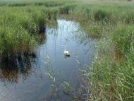 Грибівка з panoramio.com