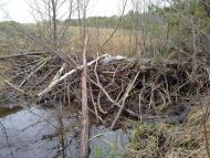 Чевель з panoramio.com