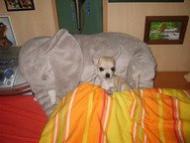 Gorodok - Latest photos