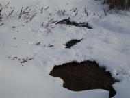 Бурячки - Останні фото