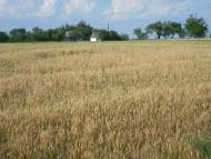 Голуб'ятин - Останні фото