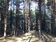 Нова Збур'ївка - Останні фото