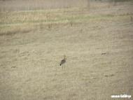 Любохини - Останні фото