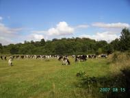 Баранівка з panoramio.com