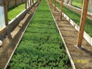 Руська з panoramio.com