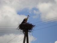 Потіївка з panoramio.com