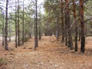 Костогризове - Останні фото