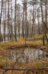 Короп'є - Останні фото