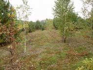 Остроушки з panoramio.com