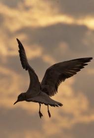 Кошари з panoramio.com