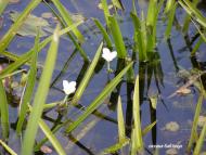 Заболоття - Останні фото