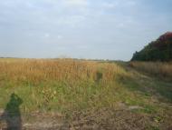 Колом'є з panoramio.com