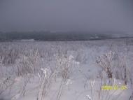 Рідколісся - Останні фото