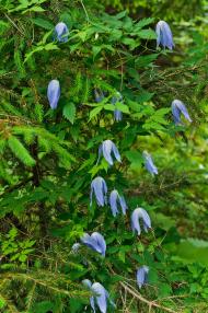 Осмолода з panoramio.com (ч.2)