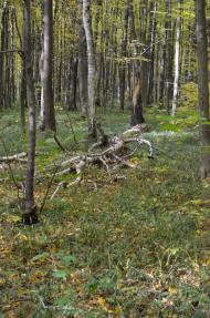 Теребовля з panoramio.com