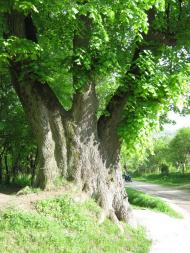 Борислав з panoramio.com