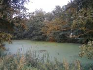 Лісники з panoramio.com