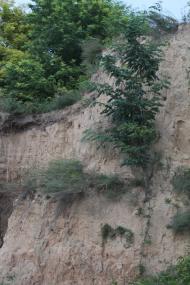 Дніпровське з panoramio.com