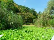 Коропове з panoramio.com