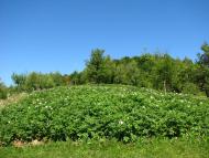 Угля з panoramio.com