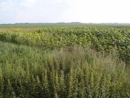 Вітрівка з panoramio.com