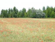 Белоусовка - Последние фото