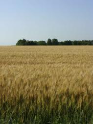 Краєвиди Михайлівки