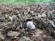 Виженка якою я ЇЇ бачу