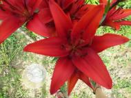 Виженка якою я ЇЇ бачу