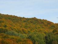 Виженка якою я ЇЇ бачу