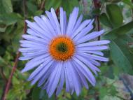 Виженка якою я ЇЇ бачу