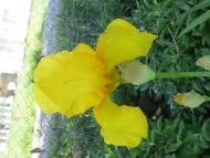 Виженка якою я ЇЇ бачу