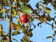 Виженка - Останні фото