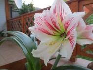 Виженка якою я ЇЇ бачу