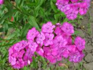 Виженка якою я ЇЇ бачу