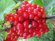 Виженка якою я ЇЇ бачу